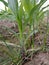 MaizeÂ & x28;/meÉªz/Â MAYZ;Â Zea Mays; Young Stalks